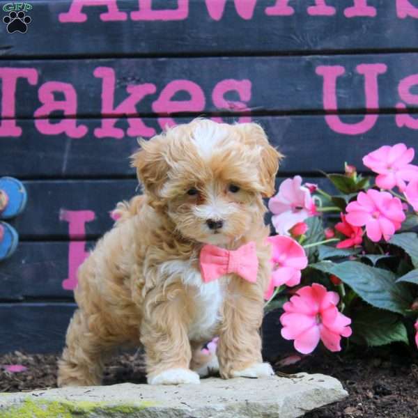 Heather, Maltipoo Puppy