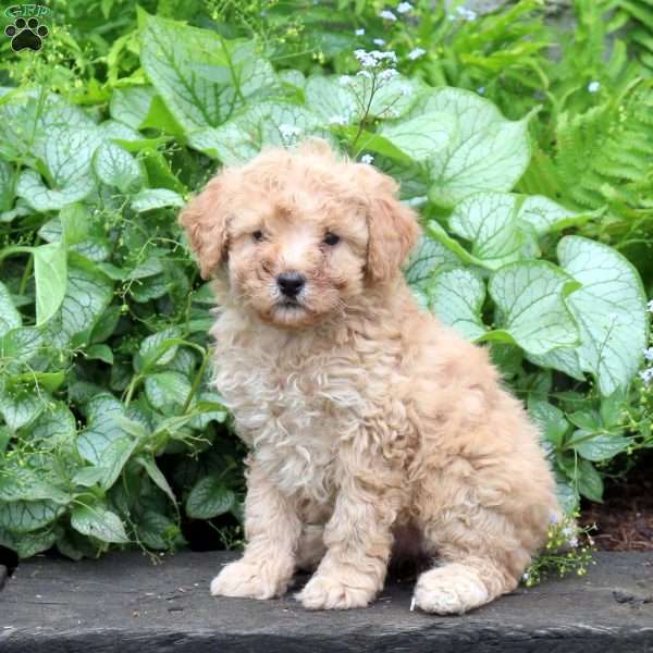 Heather, Miniature Poodle Puppy