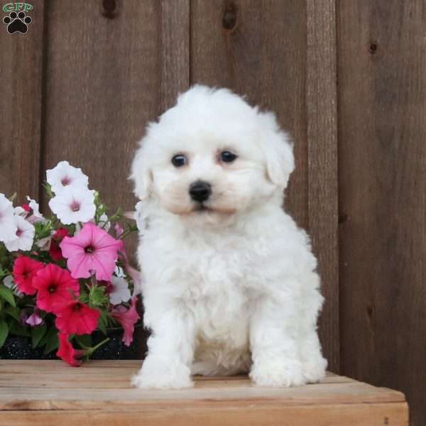 Heather, Bichon Frise Puppy