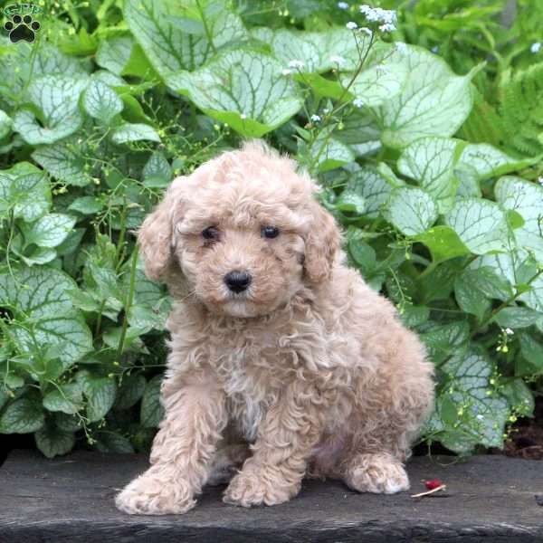 Hector, Miniature Poodle Puppy