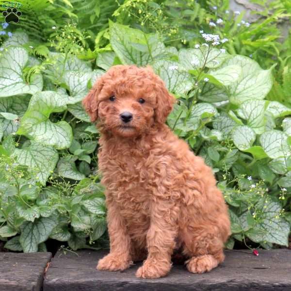 Heidi, Miniature Poodle Puppy