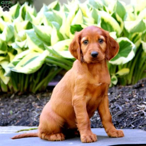 Heidi, Irish Setter Puppy