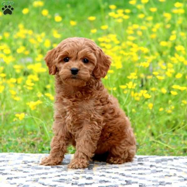 Heidi, Cockapoo Puppy