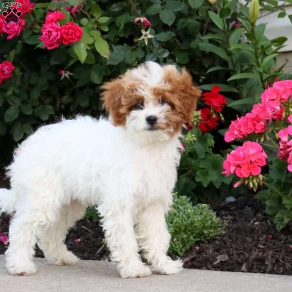 Heidi, Cavapoo Puppy