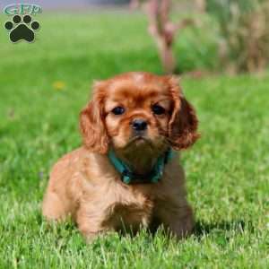 Heidi, Cavalier King Charles Spaniel Puppy