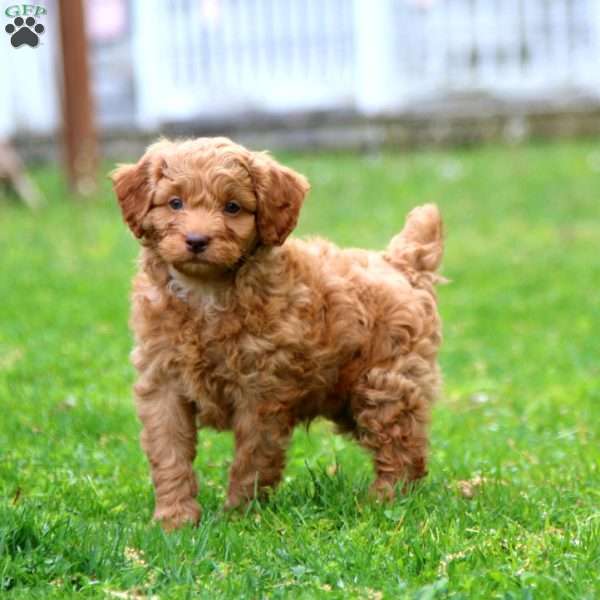 Henry, Cockapoo Puppy