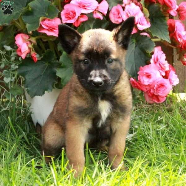 Hera, Belgian Malinois Puppy