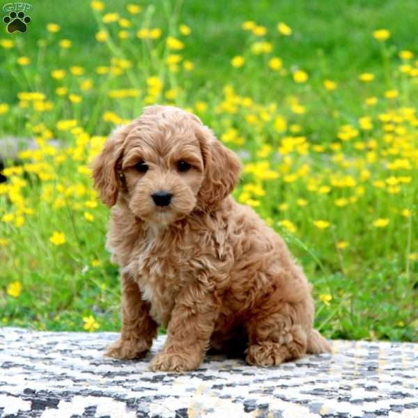 Hero, Cockapoo Puppy