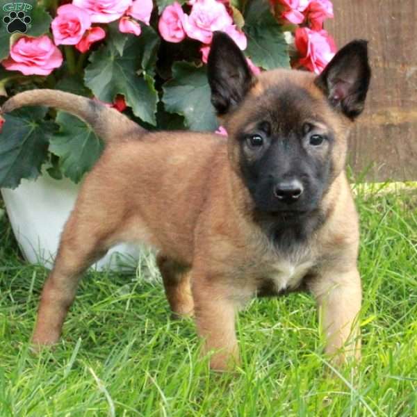 Hiccup, Belgian Malinois Puppy