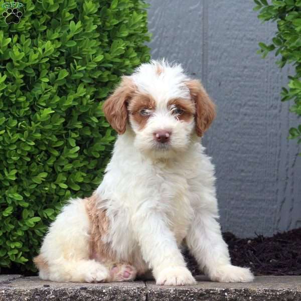 Hillary, Labradoodle Puppy