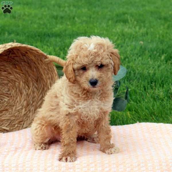 Holden, Miniature Poodle Puppy