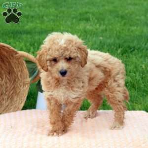 Holden, Miniature Poodle Puppy