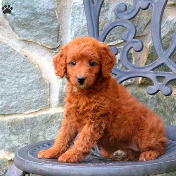 Holland, Mini Labradoodle Puppy