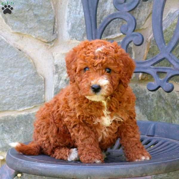 Holly, Mini Labradoodle Puppy