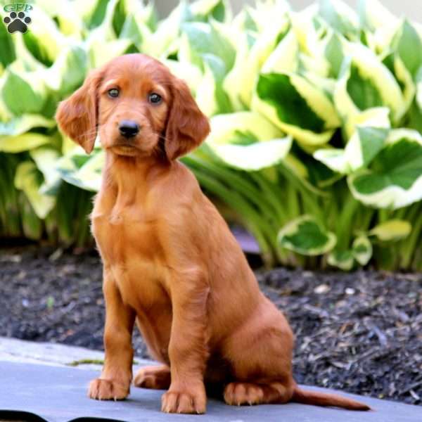 Holly, Irish Setter Puppy