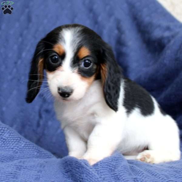 Honey, Dachshund Puppy