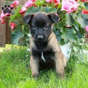 Belgian Malinois Puppies for Sale | Greenfield Puppies