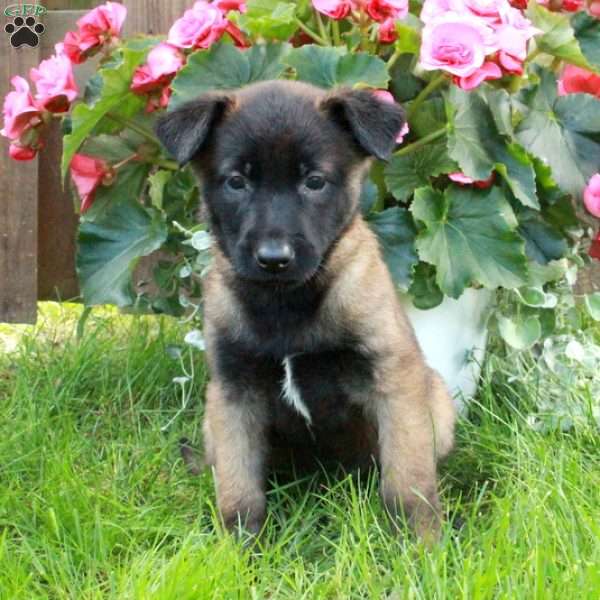 Honey, Belgian Malinois Puppy