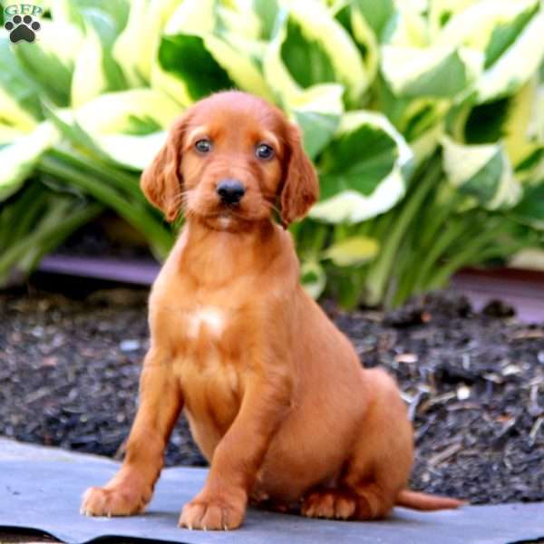 Hoops, Irish Setter Puppy