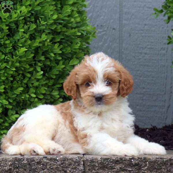 Hope, Labradoodle Puppy