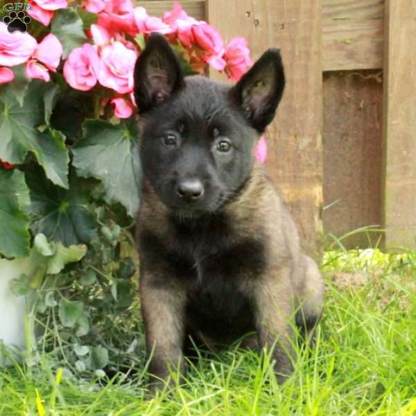 Hope, Belgian Malinois Puppy