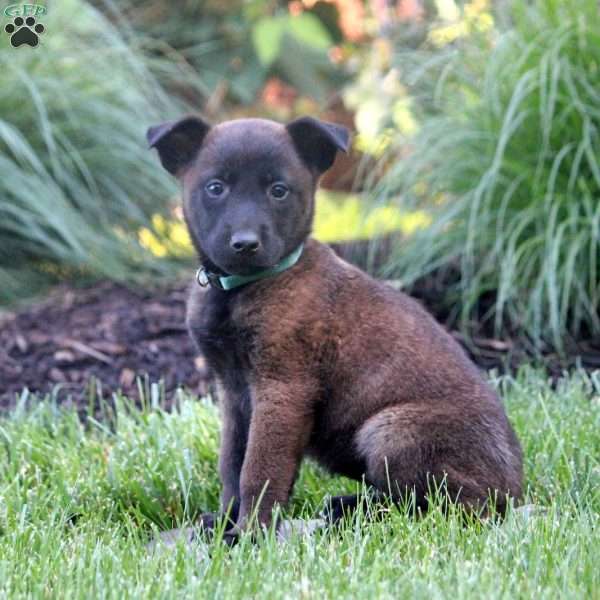 Hope, Belgian Malinois Puppy