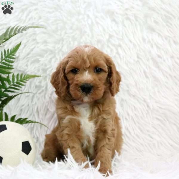 Hope, Mini Goldendoodle Puppy