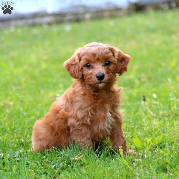 Hosea, Cockapoo Puppy