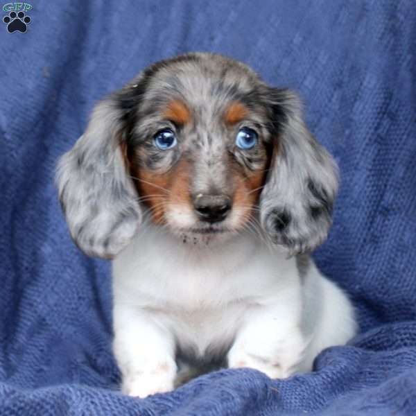 Huck, Dachshund Puppy