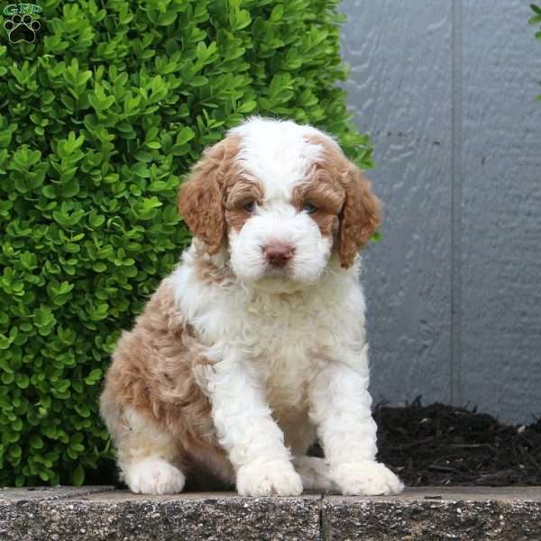 Hudson, Labradoodle Puppy