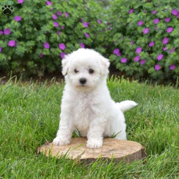 Hudson, Bichon Frise Puppy