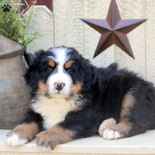 Hudson, Bernese Mountain Dog Puppy