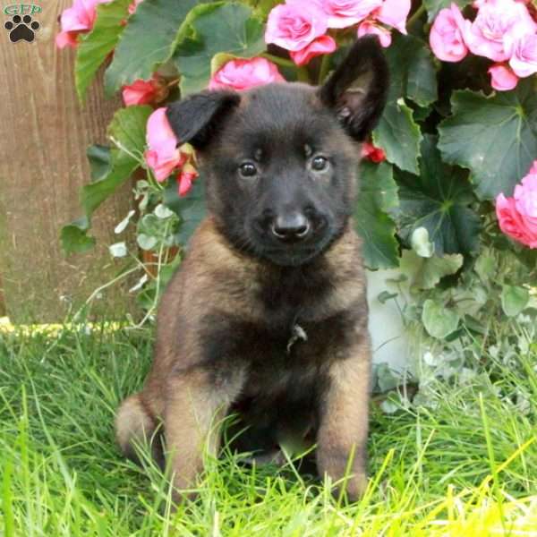 Hugo, Belgian Malinois Puppy