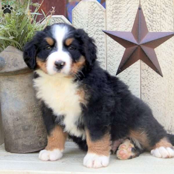 Hugo, Bernese Mountain Dog Puppy