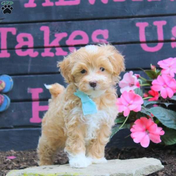 Hunter, Maltipoo Puppy