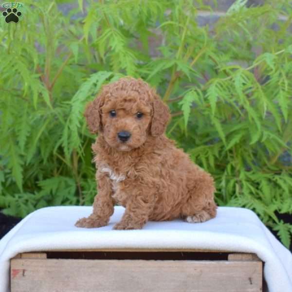 Hunter, Miniature Poodle Puppy