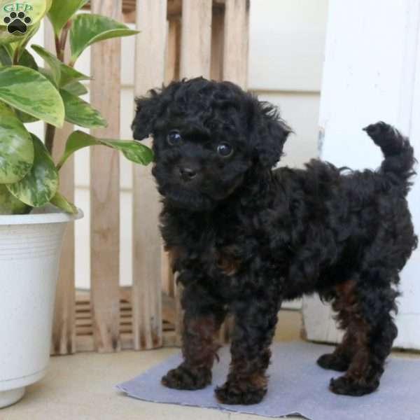 Hunter, Cavapoo Puppy