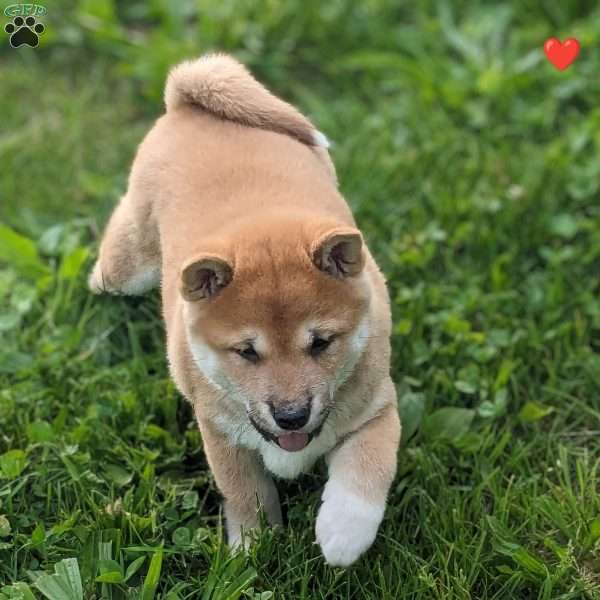 Ember, Shiba Inu Puppy