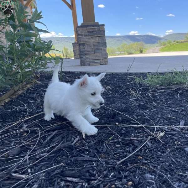 Joy, West Highland Terrier Puppy