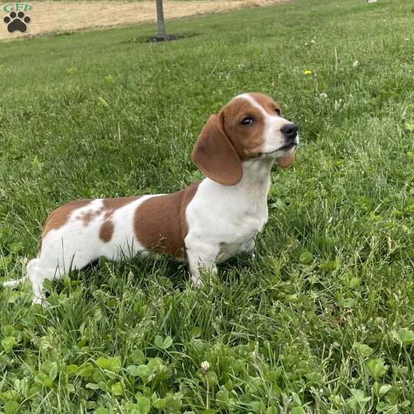 Amos, Dachshund Puppy