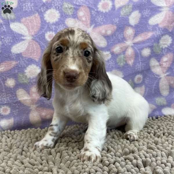 Duncan, Dachshund Puppy