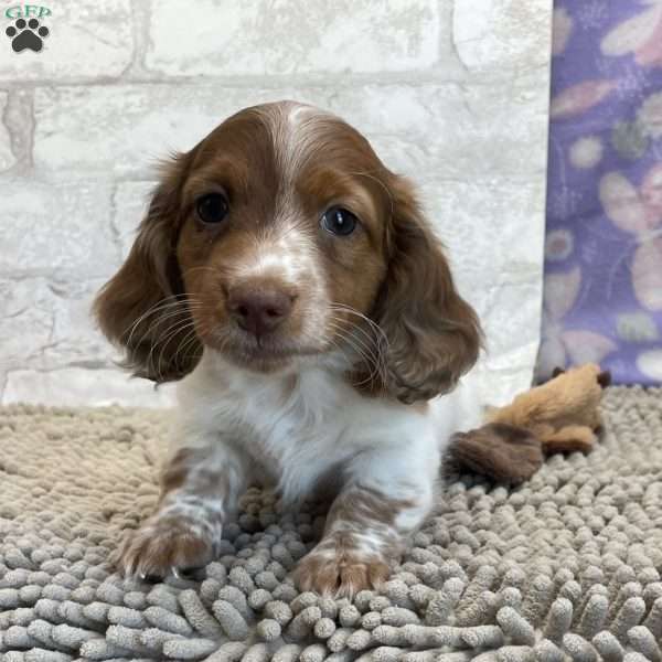 Drew, Dachshund Puppy