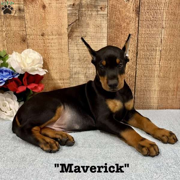 Maverick, Doberman Pinscher Puppy