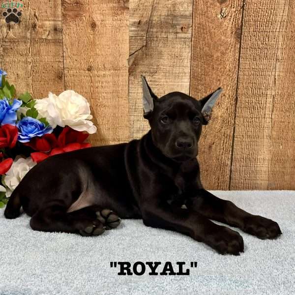 Royal, Doberman Pinscher Puppy