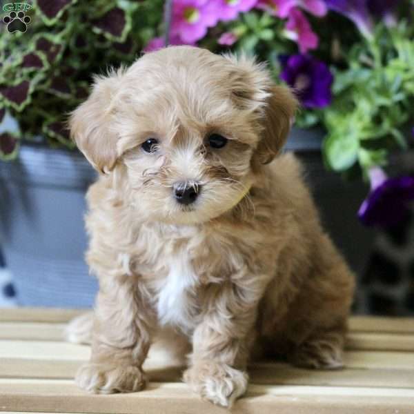 Pixie, Maltipoo Puppy