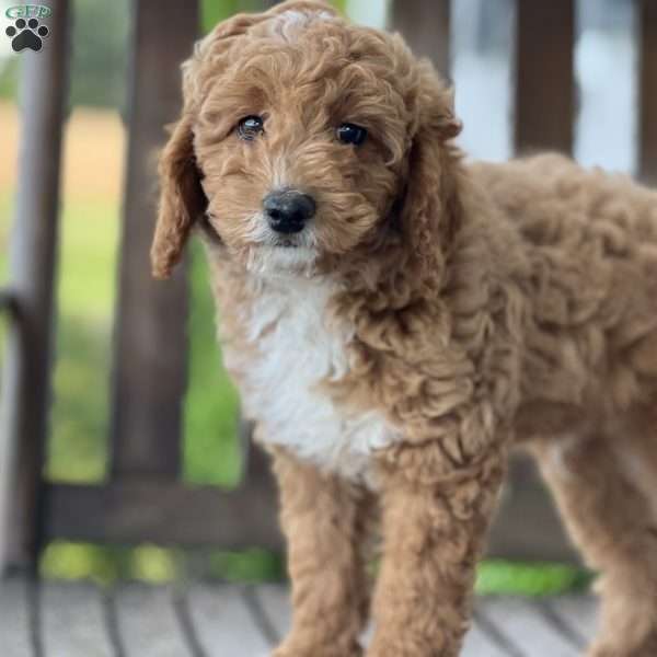 Brody, Cockapoo Puppy