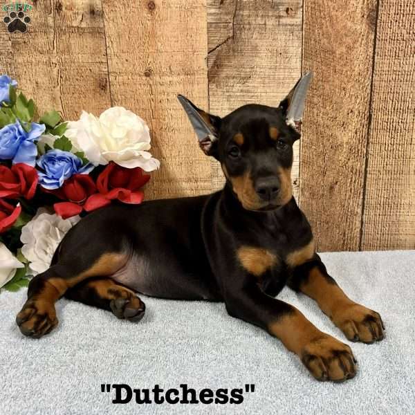 Dutchess, Doberman Pinscher Puppy