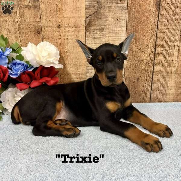 Trixie, Doberman Pinscher Puppy