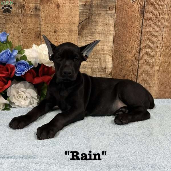 Rain, Doberman Pinscher Puppy