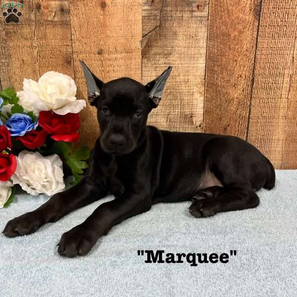 Marquee, Doberman Pinscher Puppy